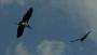karab in volo