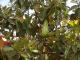 jackfruit