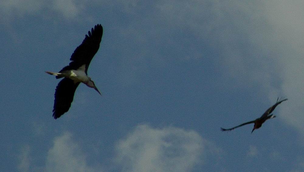 karab in volo